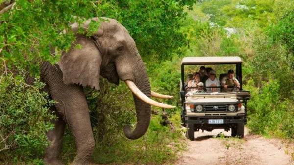 Los 9 mejores Safaris de África para ir de viaje